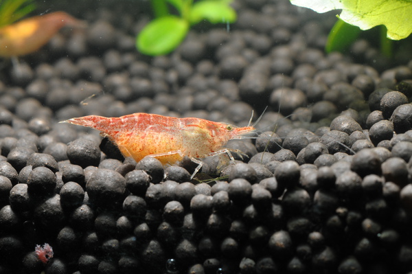 抱蛋的玫瑰蝦 抱蛋的玫瑰蝦