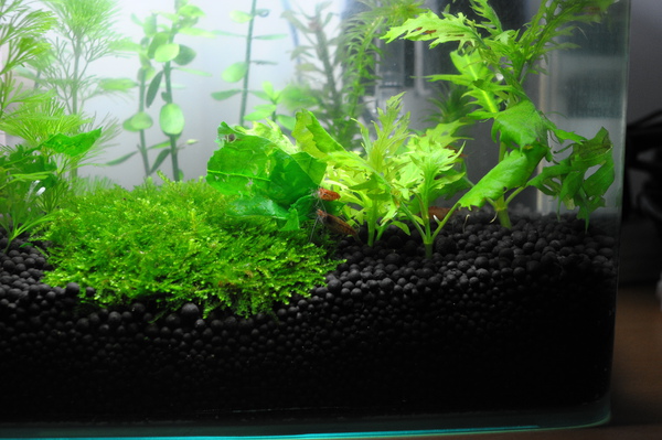 煮了一片菠菜....真的狂吃... 煮了一片菠菜....真的狂吃...