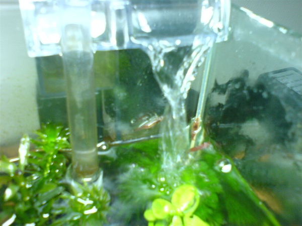 蝦子大逃亡 蝦子大逃亡