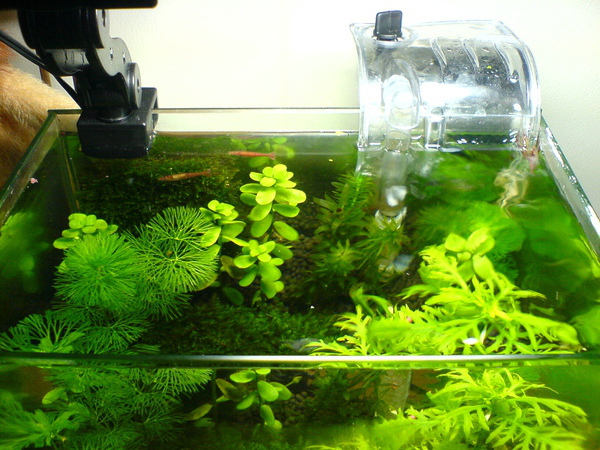 換了一半的新水 換了一半的新水