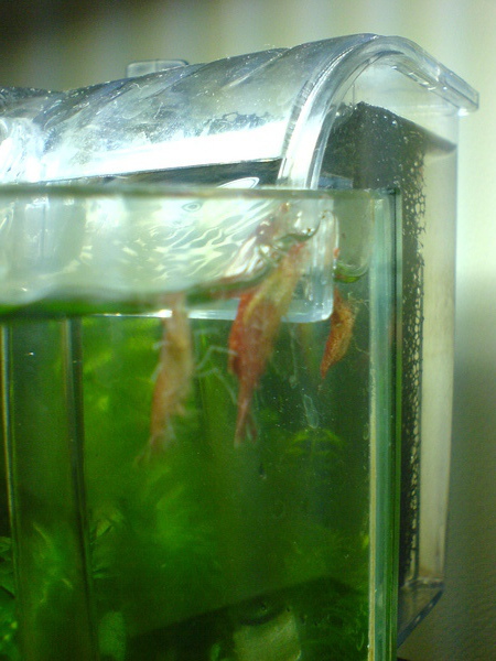 蝦子大逃亡 蝦子大逃亡