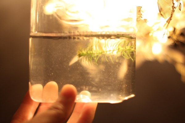 11162_345546245503_859765503_10044992_6416739_n.jpg 11162_345546245503_859765503_10044992_6416739_n.jpg