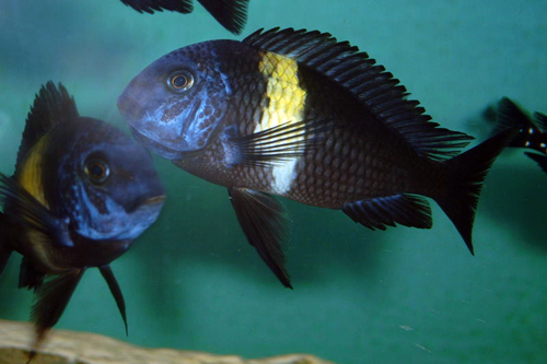 [轉載] 珍珠蝴蝶成魚