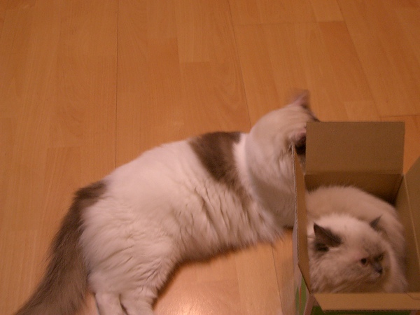 CIMG0011.JPG CIMG0011.JPG