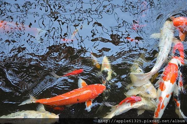 DSC_1114 DSC_1114