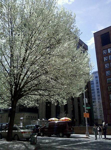 street tree @steinhardt