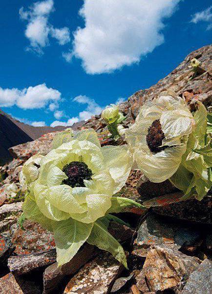 427240_10151109188489312_429896210_n