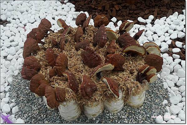 P1260860.jpg P1260860.jpg