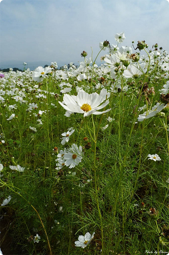 P1190332.JPG