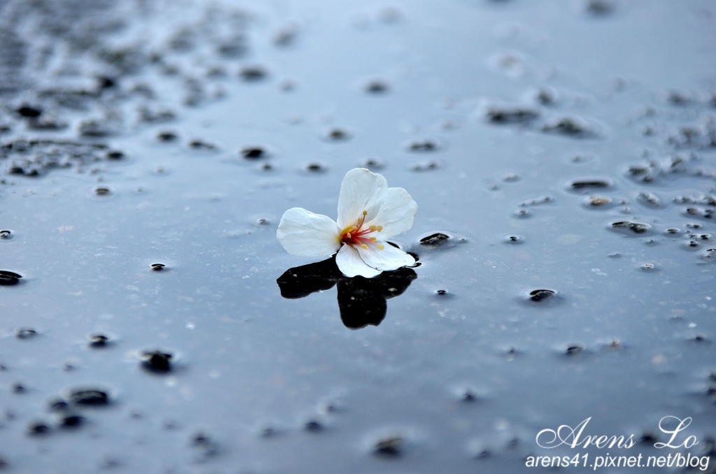 夢幻桐花道 (50)