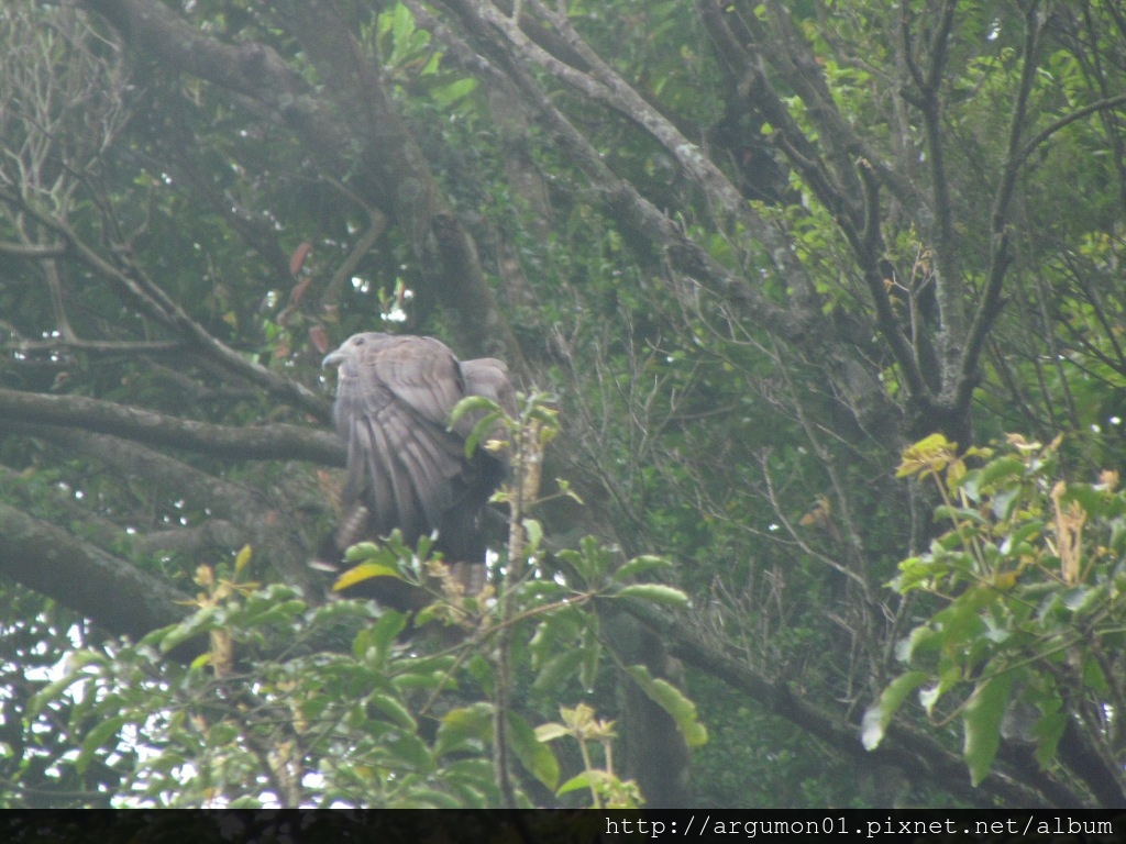 IMG_0748東方蜂鷹(裁縮) IMG_0748東方蜂鷹(裁縮)