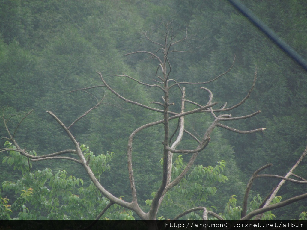 IMG_0751東方蜂鷹(裁縮) IMG_0751東方蜂鷹(裁縮)