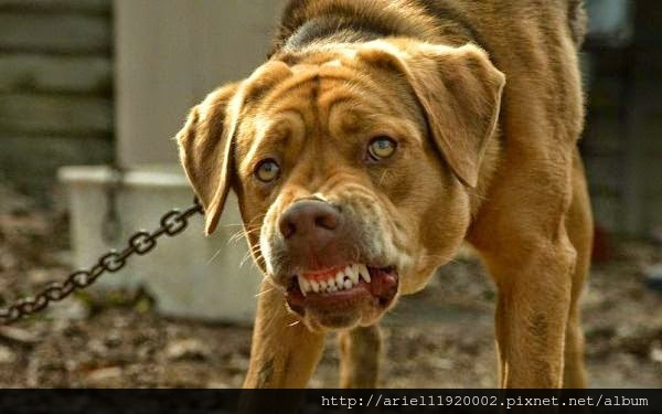 white-god-3 white-god-3