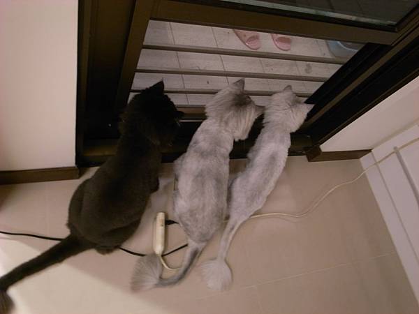 陽台有飛蟲,三隻貓超認真的 陽台有飛蟲,三隻貓超認真的