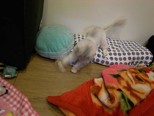 這姿勢是怎樣 這姿勢是怎樣