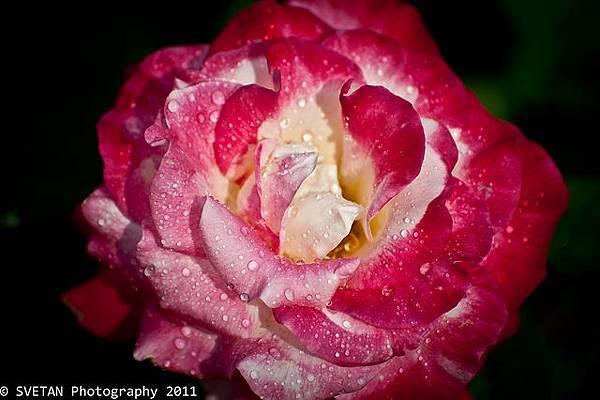 rose rose