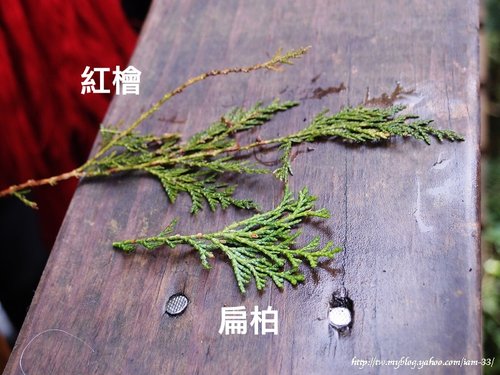 山老鼠/檜木分紅檜、扁柏兩種/「比炒房地產還凶」。市價一才( 山老鼠/檜木分紅檜、扁柏兩種/「比炒房地產還凶」。市價一才(