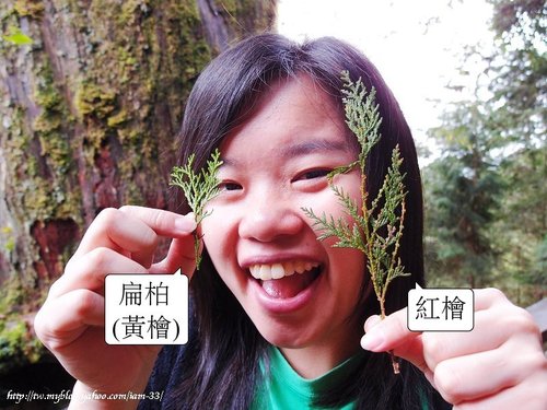 山老鼠/檜木分紅檜、扁柏兩種/「比炒房地產還凶」。市價一才( 圖片搜尋結果