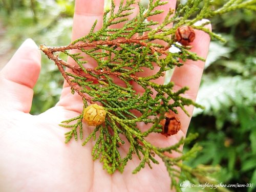 山老鼠/檜木分紅檜、扁柏兩種/「比炒房地產還凶」。市價一才( 圖片搜尋結果