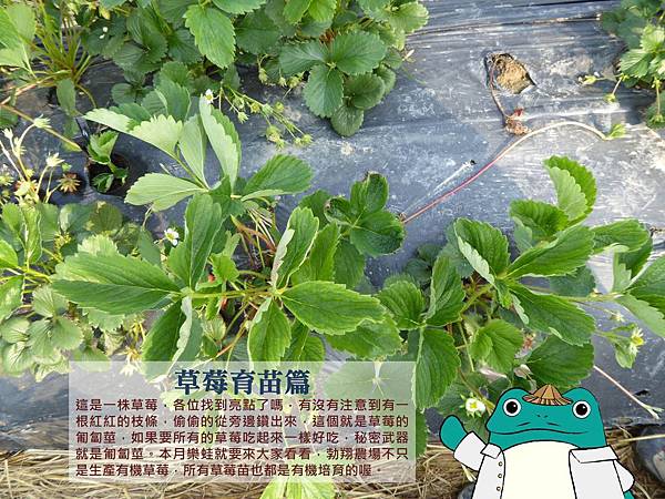 草莓育苗 草莓育苗