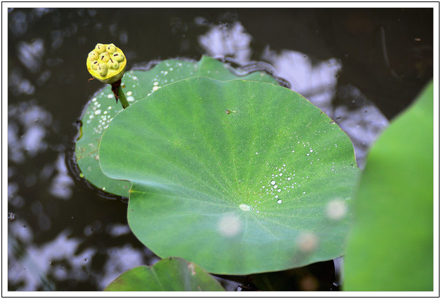 〈宜蘭〉芭樂狗烏克蘭異國料理 〈宜蘭〉芭樂狗烏克蘭異國料理