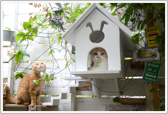 機器人2號店R星咖啡基地 機器人2號店R星咖啡基地