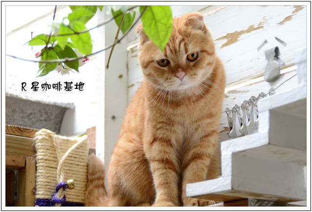 機器人2號店R星咖啡基地 機器人2號店R星咖啡基地