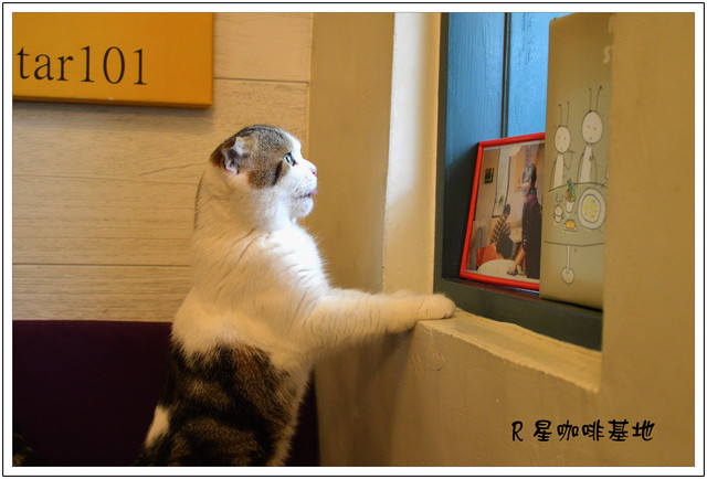 機器人2號店R星咖啡基地 機器人2號店R星咖啡基地