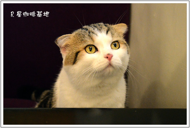 機器人2號店R星咖啡基地 機器人2號店R星咖啡基地