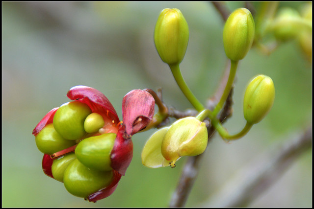 〈嘉義〉清豐濤月景觀餐廳 〈嘉義〉清豐濤月景觀餐廳
