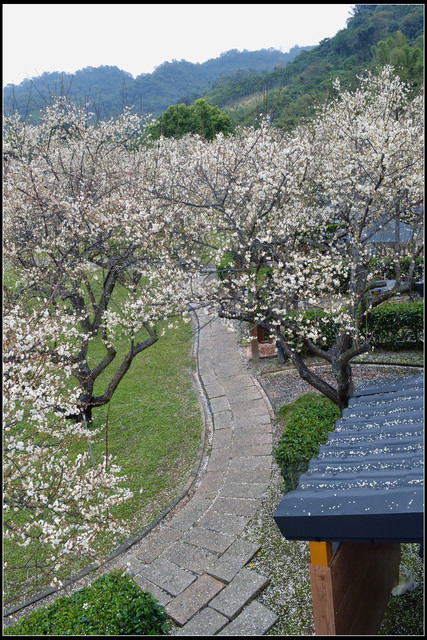 〈台中新社〉梅林親水岸 〈台中新社〉梅林親水岸