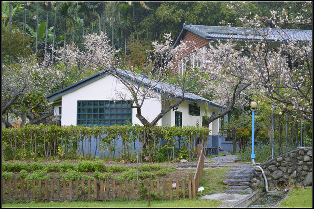 〈台中新社〉梅林親水岸 〈台中新社〉梅林親水岸