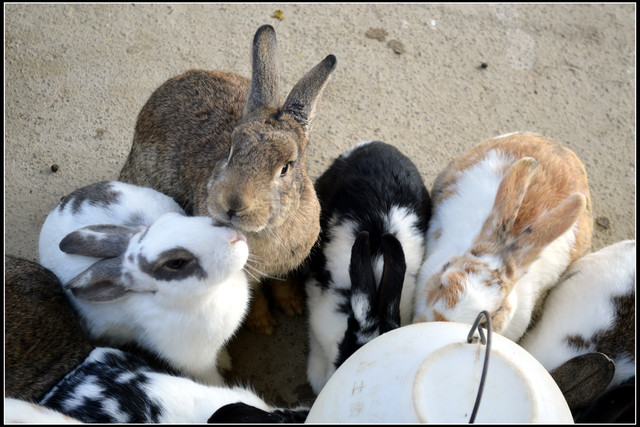 苗栗公館。棗莊古藝庭園膳坊 苗栗公館。棗莊古藝庭園膳坊