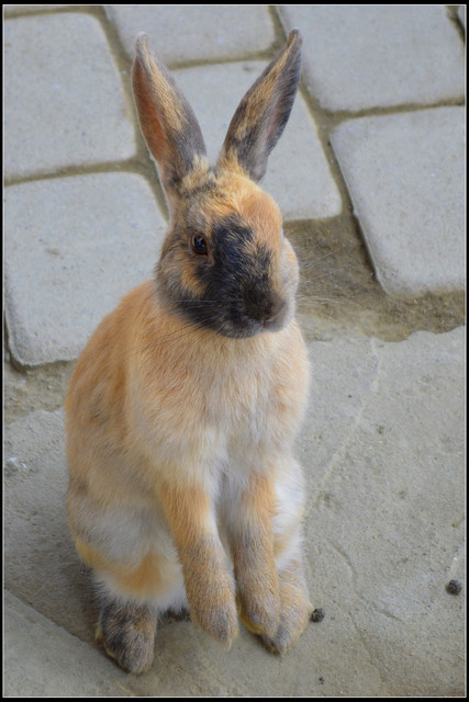 苗栗公館。棗莊古藝庭園膳坊 苗栗公館。棗莊古藝庭園膳坊