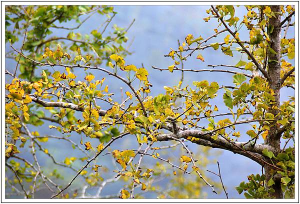 銀杏森林&武岫農園 銀杏森林&武岫農園