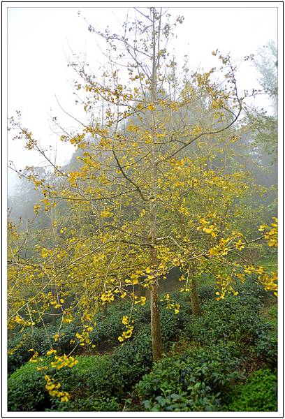 銀杏森林&武岫農園 銀杏森林&武岫農園