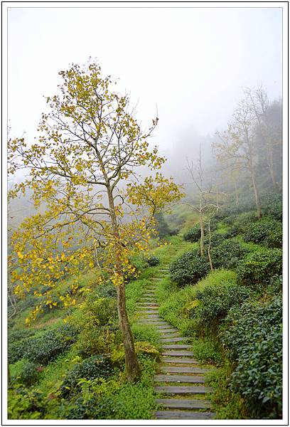 銀杏森林&武岫農園 銀杏森林&武岫農園