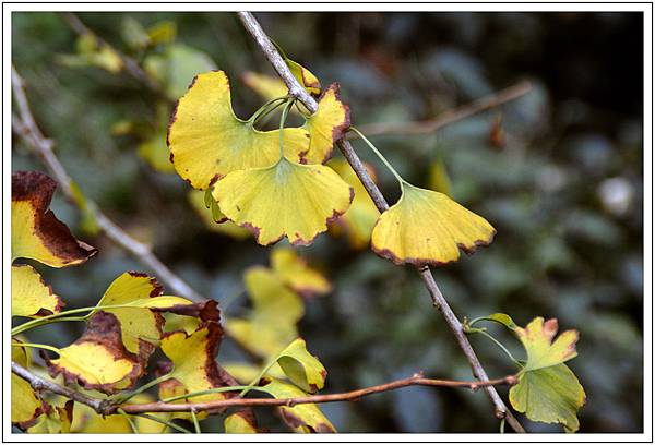 銀杏森林&武岫農園 銀杏森林&武岫農園