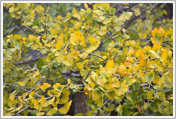 銀杏森林&武岫農園 銀杏森林&武岫農園