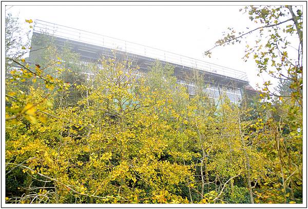 銀杏森林&武岫農園 銀杏森林&武岫農園