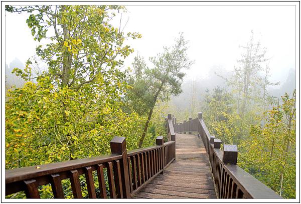 銀杏森林&武岫農園 銀杏森林&武岫農園