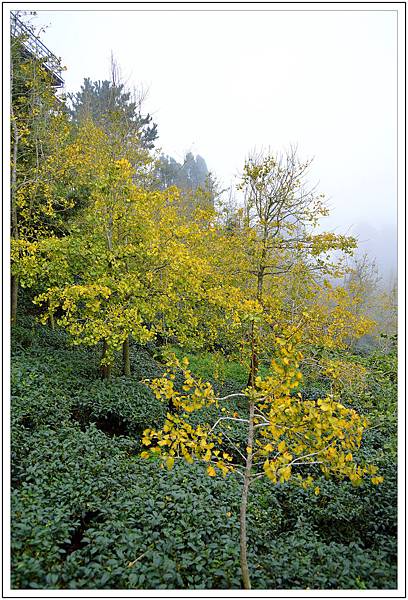 銀杏森林&武岫農園 銀杏森林&武岫農園