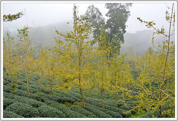 銀杏森林&武岫農園 銀杏森林&武岫農園