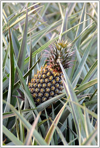 〈南投〉二訪微熱山丘 〈南投〉二訪微熱山丘