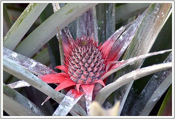〈南投〉二訪微熱山丘 〈南投〉二訪微熱山丘