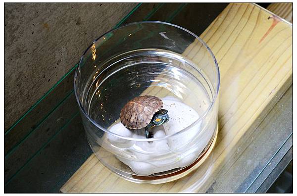 新竹尖石~Z景觀民宿‧咖啡餐廳 新竹尖石~Z景觀民宿‧咖啡餐廳