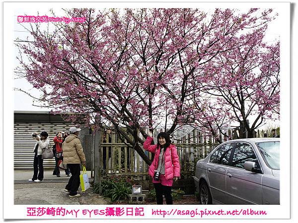 平菁街42巷豪宅牆外滿溢的櫻花|亞莎崎2013北台灣追花記事本