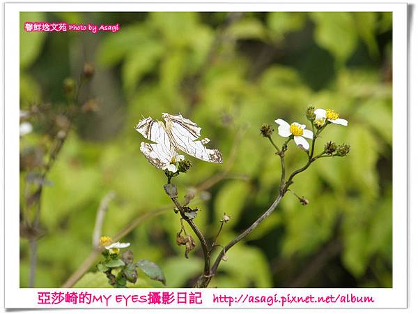 平菁街42巷豪宅牆外滿溢的櫻花|亞莎崎2013北台灣追花記事本