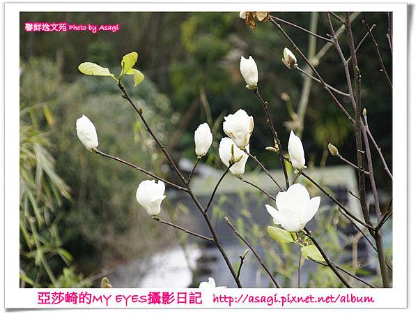 平菁街42巷豪宅牆外滿溢的櫻花|亞莎崎2013北台灣追花記事本