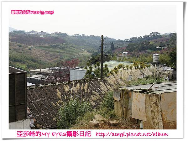 平菁街42巷豪宅牆外滿溢的櫻花|亞莎崎2013北台灣追花記事本